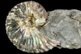 Iridescent Hoploscaphites Ammonite - South Dakota #110567-1